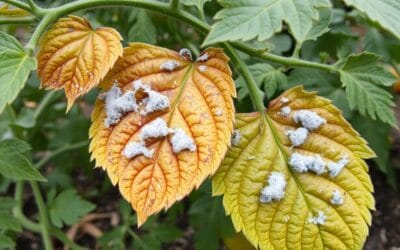 Mildiu del Tomate: La Guía Definitiva para Identificarlo y Eliminarlo [2025]