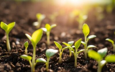 ¿Cuándo Empezar a Abonar las Plántulas? Guía de Fertilización Orgánica Inicial