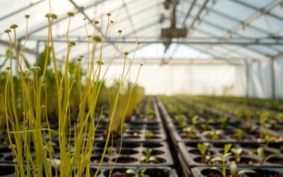 ¡Mis Plántulas Están Largas y Débiles! Causas y Soluciones para el Ahilamiento